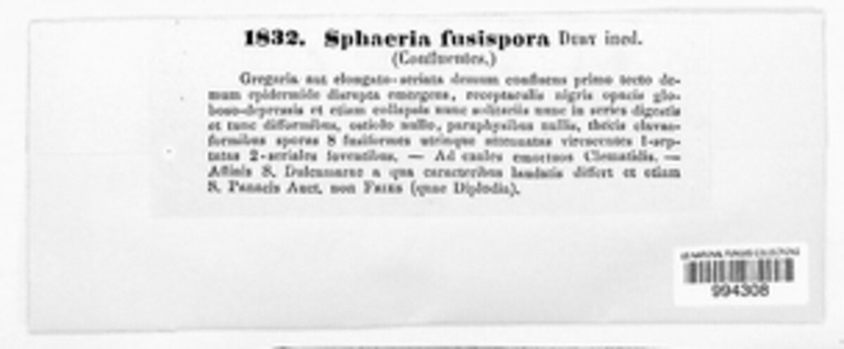 Sphaeria fusispora image